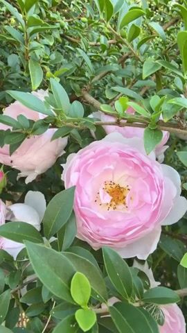 This is a close-up, vertical video of pink roses blooming on a rose bush. The roses are in various stages of bloom, with some fully open and others still developing. The petals are a delicate pink color, and the center of the open roses reveals yellow stamens. The roses are surrounded by lush green leaves and branches of the bush. The lighting suggests it is daytime, likely outdoors in a garden setting. There are no people or other objects visible in the frame. The video focuses entirely on the natural beauty of the roses and foliage.