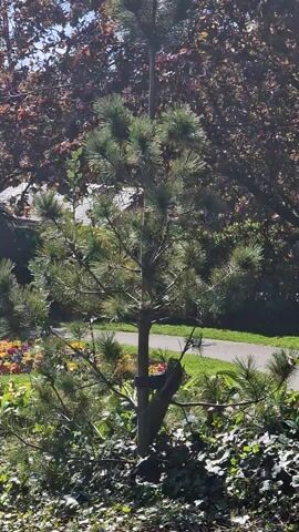 A tall, spindly pine tree stands in the center of the frame. To the left, a tree with reddish-brown leaves is visible. To the right, lush greenery and a few colorful flowers grow.  A pathway can be seen in the background. The entire scene is bathed in sunlight. The video is oriented vertically.