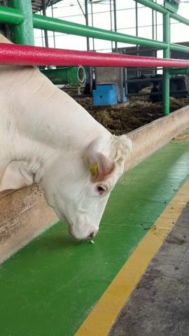 A white cow with a yellow tag in its ear is eating from a green trough in a barn. The cow's head is lowered into the trough. There are red and green bars above the cow. In the background, other cows and hay are visible. The floor is concrete with yellow lines.