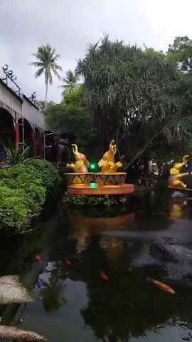 A short video displays an outdoor pond with a fountain in the center. The fountain features three golden elephant statues. Several orange fish swim in the pond. To the left of the pond, there is a building with arches, lush green foliage, and palm trees in the background. The sky is overcast.