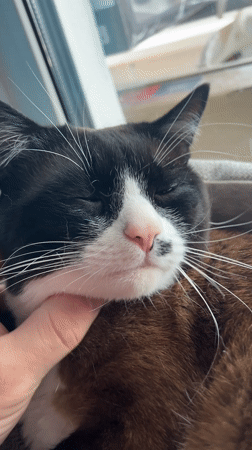 Early morning domestic scenes documented in Noviy, Russia