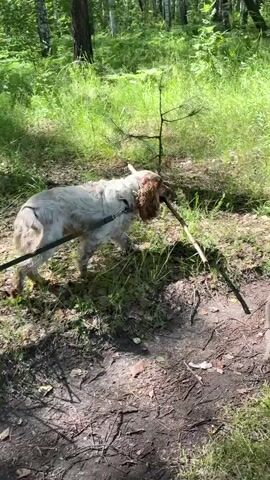 The video shows a dog walking through a wooded area while carrying a stick in its mouth. The dog is on a leash and appears to be walking on a dirt path. The area is covered in grass and trees, suggesting a natural outdoor environment. The lighting indicates it is daytime.