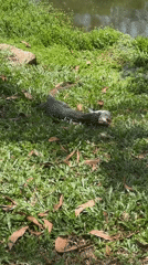 Monitor lizard catches fish near pond in Choeng Thale