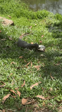 Monitor lizard catches fish near pond in Choeng Thale