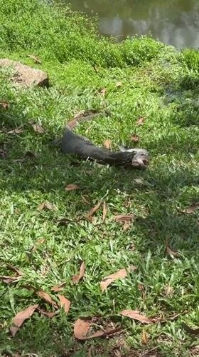 Monitor lizard catches fish near pond in Choeng Thale