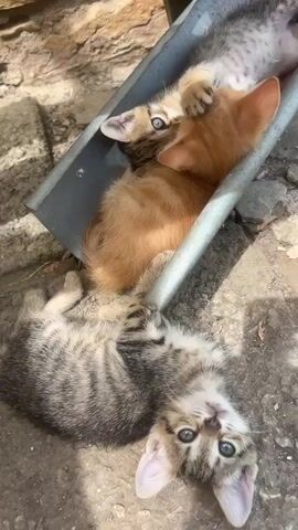 A close-up, vertical video shows three kittens interacting in an outdoor setting. In the foreground, a tabby kitten lies on its back, its head tilted and facing the camera. In the mid-ground, an orange tabby kitten is nestled next to a gray tabby kitten within a metal trough. The gray tabby kitten has its paw on the orange kitten's head, and its eyes are wide and looking directly at the camera. The orange kitten's head is partially obscured. The background consists of rough, rocky ground and a stone wall. Sunlight illuminates the scene.