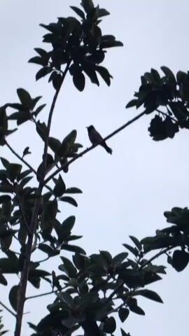 A silhouette of a bird is perched on a tree branch against a pale sky. The bird is facing right, with its head slightly lowered. Dark green leaves and branches surround the bird.