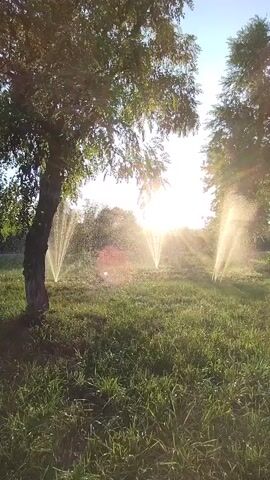 The video shows a grassy field with three sprinklers watering the lawn. The sun is setting behind trees, casting a warm glow on the scene. The trees are on either side of the frame, with their leaves creating a natural canopy. The sprinklers are spraying water in a circular pattern, creating a misty effect in the air. The grass is lush and green, and the overall scene is one of peacefulness and tranquility.