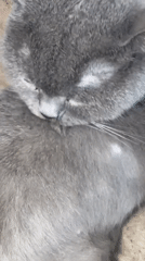 Gray cat grooming session captured on carpet