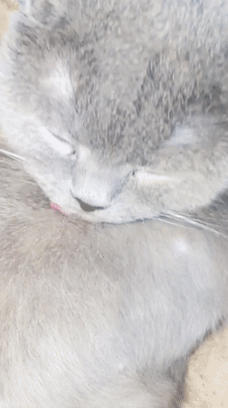 Gray cat grooming session captured on carpet