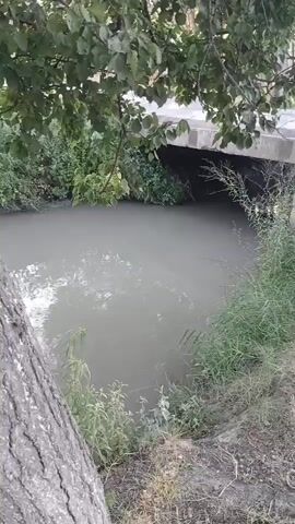 A video shows a slow-moving, murky canal with green vegetation on the banks. The camera pans from a tree trunk on the left to the canal, then moves along the bank, showing the water and surrounding plants. A bridge is visible in the background at the beginning of the video. The lighting suggests it is daytime, possibly overcast or early morning/late evening. There are no people or animals visible in the footage. The scene is natural and appears to be in a rural or semi-rural area.