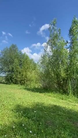 A bright, sunny day unfolds as the camera pans across a lush green landscape. In the foreground, a vibrant lawn is dotted with small white flowers. Towering over it are two tall, slender trees, their leaves a brilliant green. To the right, a dense wall of tall, green reeds stands as a natural barrier. The sky above is a canvas of deep blue, adorned with fluffy white clouds. The scene then shifts to reveal a serene lake, its water a calm, pale green. More reeds line the bank, and in the distance, rolling green hills meet the horizon under the same bright blue sky with scattered clouds. A lone fisherman stands by the lake, casting his line with a long fishing rod. He is dressed in a dark t-shirt, dark pants, and a baseball cap. His fishing rod is angled upwards, towards the sky. Two other fishing rods are planted in the ground near him, and a small black tackle box rests beside his feet. He appears to be actively fishing, adjusting his rod as he waits for a bite.