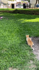 Cat watches bird in Miraflores park