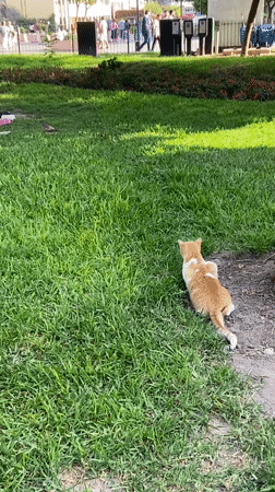 Cat watches bird in Miraflores park