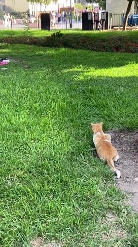 Cat watches bird in Miraflores park