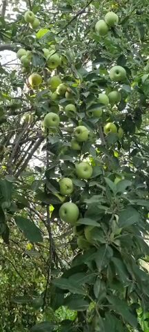 This is a close-up, low-angle video of an apple tree laden with many green apples. The tree is dense with leaves, and the apples hang in clusters from its branches. The lighting suggests it is daytime, possibly overcast, as the light is diffused. The background is blurry, hinting at more foliage and branches, creating a natural outdoor setting. The camera is static, focusing on the fruit-bearing branches.