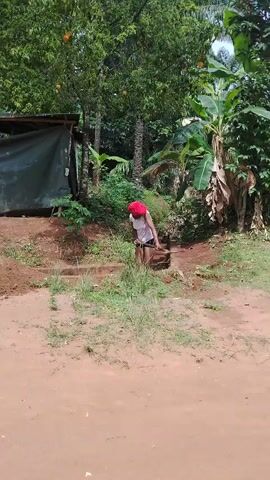 The video captures an outdoor scene in Akwa Etiti, Nigeria, during the daytime under sunny conditions. The ground is primarily dirt with sparse patches of grass. Lush green vegetation, including tall trees bearing orange fruits (possibly oranges or mangoes) and several large banana plants, forms the backdrop. On the far left, a simple shed-like structure covered with a dark tarp is visible.

Two women are present. One woman, wearing a red head covering, a white top, and dark shorts or a skirt, is actively engaged in digging a hole or trench in the dirt using a tool, with a dark container positioned nearby. A second woman, dressed in a light-colored top, a dark skirt, and a colorful head covering, stands a short distance away, observing the digging activity. She is heard speaking, asking, "So you want me to believe it, abi?". The scene portrays a routine or work-related activity in a rural or semi-rural setting. There is no visible text in the video.
