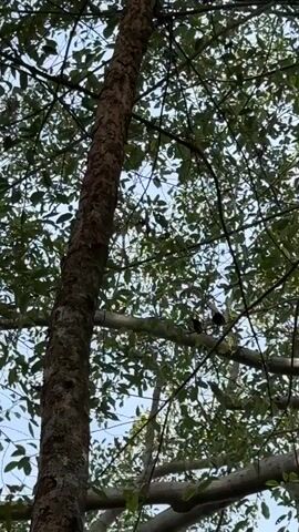 The video shows a tall tree with a thick, textured trunk. Its branches spread out, densely covered in green leaves.  A bird is perched on one of the branches. The sky is visible through the gaps in the leaves, appearing blue. A bird call can be heard.
