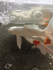 Koi fish in a tank, filmed from multiple angles