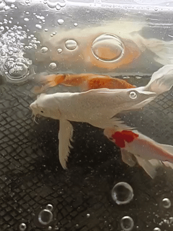 Koi fish in a tank, filmed from multiple angles