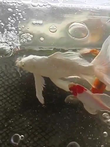 Koi fish in a tank, filmed from multiple angles
