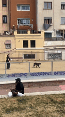 Afternoon park life documented across Barcelona green spaces