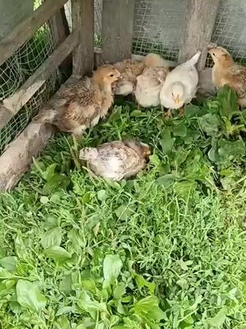 A flock of chicks and a mother hen are gathered in a grassy enclosure with wooden fences. The chicks, varying in shades of brown and white, are pecking at the grass and interacting with each other. One white chick is positioned centrally, while a larger brown hen is prominent in the foreground, bending down to drink from a green water dispenser. The enclosure appears to be outdoors, with natural lighting illuminating the scene.