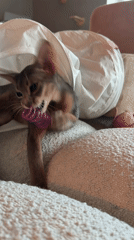 Three cats, three moods: playful, asleep, and alert