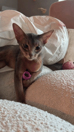 Three cats, three moods: playful, asleep, and alert