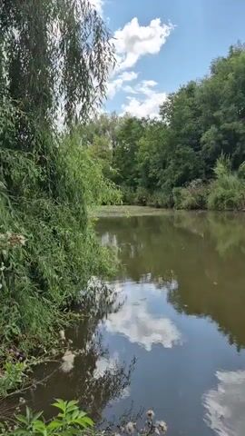 A slow-motion video shows a still body of water with trees and foliage on its banks. The water reflects the sky, which has scattered clouds. The camera is angled slightly upwards, capturing the lush greenery and the serene atmosphere. The video is shot in portrait mode, with the water occupying the lower half of the frame and the vegetation and sky in the upper half.