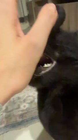 A hand opens the mouth of a black cat to show its teeth. The cat is standing on a patterned rug in a room with light wood cabinets in the background. The cat's green eyes look toward the camera.