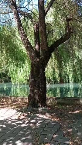 The media file shows a natural scene with a large tree in the foreground. The tree has a thick, textured trunk and several branches extending upwards and outwards. Its leaves are green and appear to be hanging downwards, suggesting it might be a weeping willow. The tree is situated on a paved area, with interlocking rectangular stones forming a pathway. Fallen leaves are scattered on the ground around the tree and the pathway.

Behind the tree and the pathway is a body of water, possibly a lake or a slow-moving river. The water is calm and reflects the greenery from the trees and foliage surrounding it, as well as the sunlight. The water appears a greenish-blue hue. A low, light-colored border or wall separates the water from the paved area.

The background is filled with dense green foliage, likely more trees and plants, creating a lush, natural setting. The sunlight filters through the leaves, casting dappled shadows on the ground, indicating it is daytime. The overall impression is one of tranquility and natural beauty. There are no people or identifiable man-made objects other than the pathway and the water's border. The image evokes a peaceful, serene atmosphere. No text is visible in the media file.