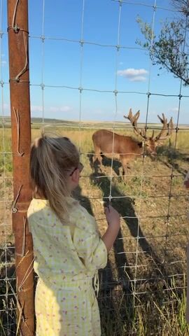 A young girl with blonde hair, wearing a yellow checkered outfit, stands with her back to the camera, looking through a wire fence. She has her left hand on the fence. In the background, two deer with large antlers are visible in a grassy field under a clear blue sky with scattered clouds. One deer is closer to the fence and is facing the girl, while the other deer is further away and grazing. The girl appears to be reaching out towards the deer with her right hand. The scene is set outdoors in a rural or park-like environment.