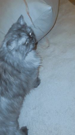 Cat playing with pink string on carpet in Marrakesh