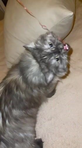 Cat playing with pink string on carpet in Marrakesh