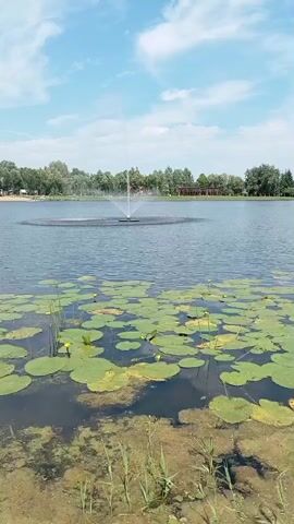 A wide shot shows a tranquil lake on a bright, partly cloudy day. The foreground is dominated by a patch of lily pads with small yellow flowers, their green leaves spread across the dark water. Some reeds and algae are visible along the very edge of the water in the bottom of the frame. In the middle ground, a fountain sprays water into the air, creating a circular ripple effect on the lake's surface. The background features a line of trees with a few buildings visible amongst them. A small, sandy beach can be seen to the left of the fountain. The sky is blue with scattered white clouds.