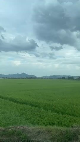 A video shows a vast, green rice field under a cloudy sky. In the distance, mountains and buildings are visible. The camera perspective appears to be from a moving vehicle, indicated by the slight blur and movement of the foreground. The sky is filled with dramatic, dark gray clouds, suggesting impending rain or overcast weather. The rice plants are lush and vibrant green, creating a stark contrast with the somber sky. The overall impression is one of natural beauty and agricultural landscape.