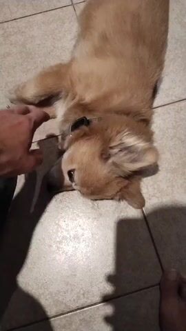 A light brown dog, possibly a puppy, lies on its back on a tiled floor. A person's hand, with fingers extended, is reaching towards the dog's face. The dog appears to be interacting with the hand, possibly play-biting or nudging it with its snout. The dog wears a dark collar with a small, rectangular tag. The lighting suggests an indoor environment.