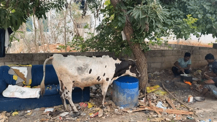 Cow drinks from barrel in Bengaluru outdoor area