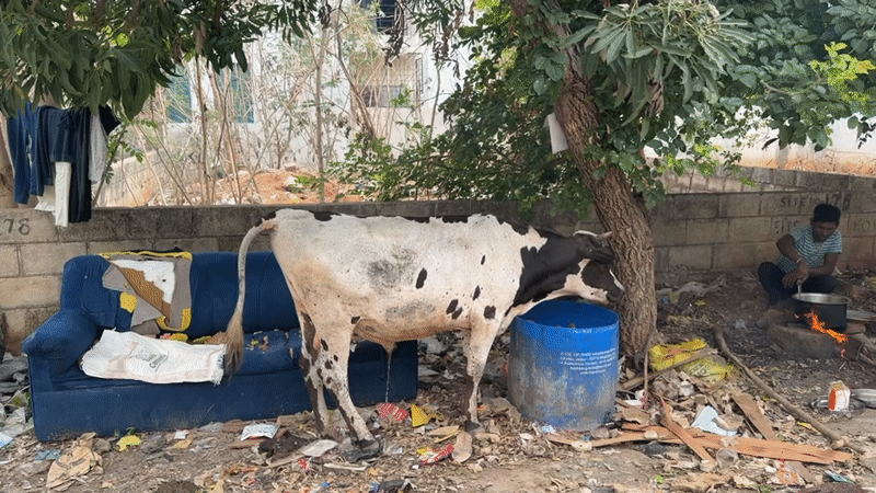 Cow drinks from barrel in Bengaluru outdoor area