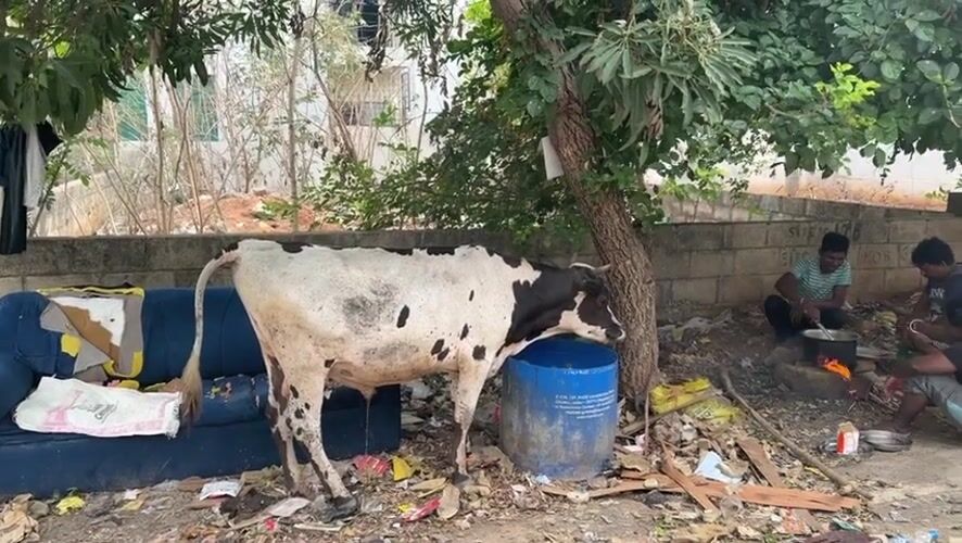 Cow drinks from barrel in Bengaluru outdoor area