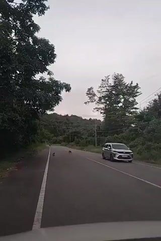The video, recorded from inside a vehicle, captures a rural road scene in Lamtamot, Indonesia, under an overcast sky. The asphalt road has two lanes, marked by a solid white line on the left and a broken white line on the right, indicating a no-passing zone for the observer's lane. Dense green vegetation, including tall trees and bushes, lines both sides of the road, with verdant hills visible in the background. Power lines run parallel to the road on the right side.

The primary subjects are several monkeys, scattered across the road and on the right shoulder. They appear to be moving freely or foraging. A silver minivan, resembling a Toyota Avanza or Veloz, is observed driving from the right side of the frame towards the distance. The minivan carefully slows down and navigates past the monkeys, ensuring their safety before continuing. After the minivan passes, the monkeys are more clearly visible, with some walking across the lanes and others by the roadside. In the distance, a motorcycle can be seen approaching on the left lane. The scene depicts a common encounter of wildlife on a road in a lush, forested environment. No specific legible text is visible on vehicles or signs.
