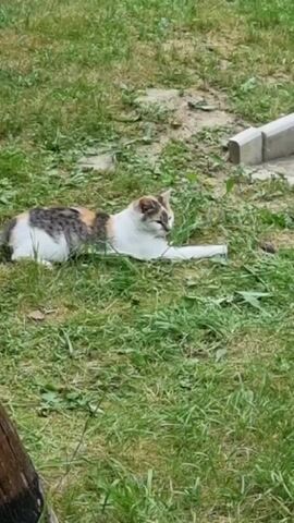 A calico cat lies on the grass, its body stretched out and its head turned to the side. The cat's fur is a mix of white, gray, and orange. It appears to be looking at something in the grass in front of it. The grass is green and somewhat uneven, with some patches of dry leaves. In the background, there is a concrete structure, possibly part of a sidewalk or a curb, and a wooden object is visible on the left side of the frame. The lighting suggests it is daytime, likely outdoors in a yard or park. The cat's posture and gaze imply it is focused and alert, possibly observing a small creature or an insect. The scene is peaceful and appears to be set in a natural, outdoor environment. There is no visible text in the media file. The provided location context is Vyshka, Ukraine.