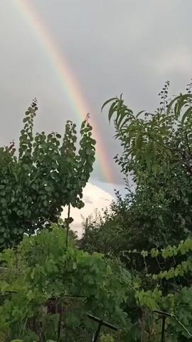 A double rainbow arches across a gray sky, partially obscured by the tops of green trees and foliage. The camera pans upward from the trees to follow the rainbow.