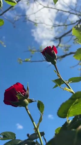 The video shows two red rose buds against a clear blue sky with sparse white clouds and tree branches. The lower rose is partially open, revealing its velvety red petals, while the upper rose is still tightly closed. Green leaves and stems surround the roses. The camera angle is looking up, providing a low perspective. The overall scene is bright and natural. Bee sounds can be heard.
