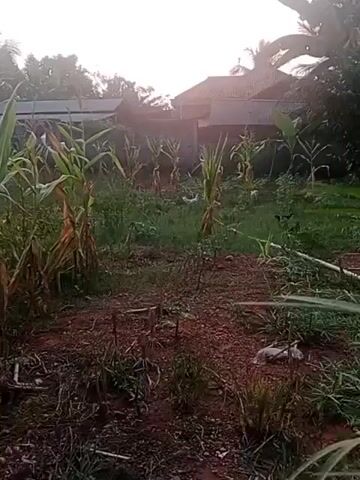 The video shows an outdoor scene at sunset or sunrise. In the foreground, there is reddish-brown soil with some dry vegetation and debris. Behind the soil is a patch of green grass with several rows of young corn plants. Some of the corn plants appear to be drying out or are not fully developed. In the middle ground, there are a few more rows of corn plants. Beyond the cornfield, there are some buildings with tiled roofs, and lush green trees and foliage. The sky is a soft orange and pink hue, indicating either dawn or dusk, with the sun visible as a bright, slightly hazy disc. There are a couple of white chickens visible in the grass area behind the corn plants. A black bird is also visible in the grass to the right. A white pipe or pole runs horizontally across the right side of the frame in the middle ground. The overall impression is of a rural or semi-rural environment.