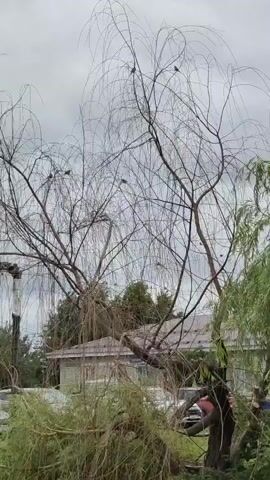 A video shows birds perched on the bare branches of a willow tree. The tree is in the foreground, and a house is visible in the background. The sky is overcast. The video is mostly still, with occasional slight movements of the branches.