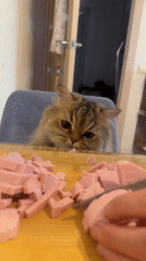 Cat watches sausage preparation in Yekaterinburg kitchen