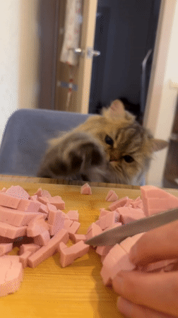 Cat watches sausage preparation in Yekaterinburg kitchen