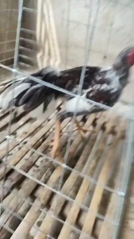 A rooster stands in a cage, its feathers mottled black and white with red markings. The cage is made of wire mesh and has a wooden slatted floor. The rooster walks around and occasionally pecks at something on the floor. A hand briefly appears in the frame, reaching towards the cage. A blue water dish is visible in the background.